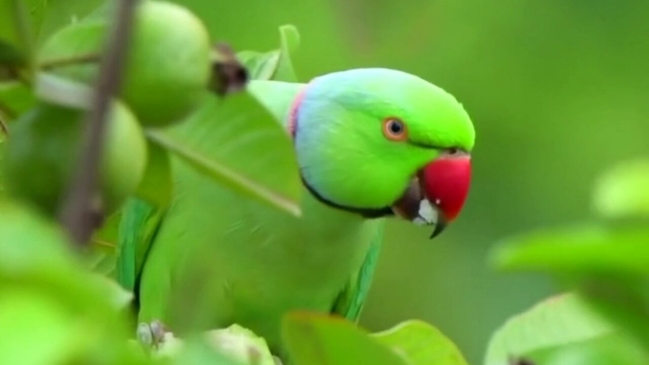 A beautiful bird || Bird eating