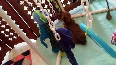 SweetGrass Pups - Addy & Ally Playing