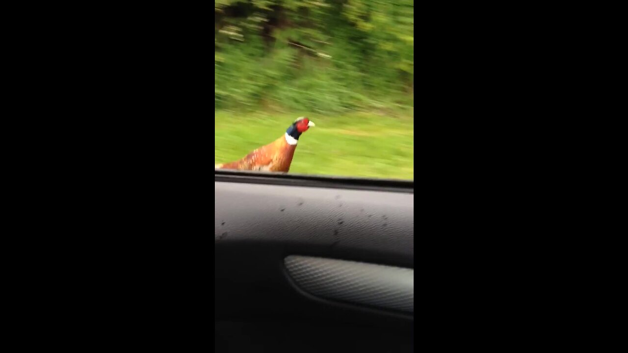 Crazy pheasant races car every time it accelerates