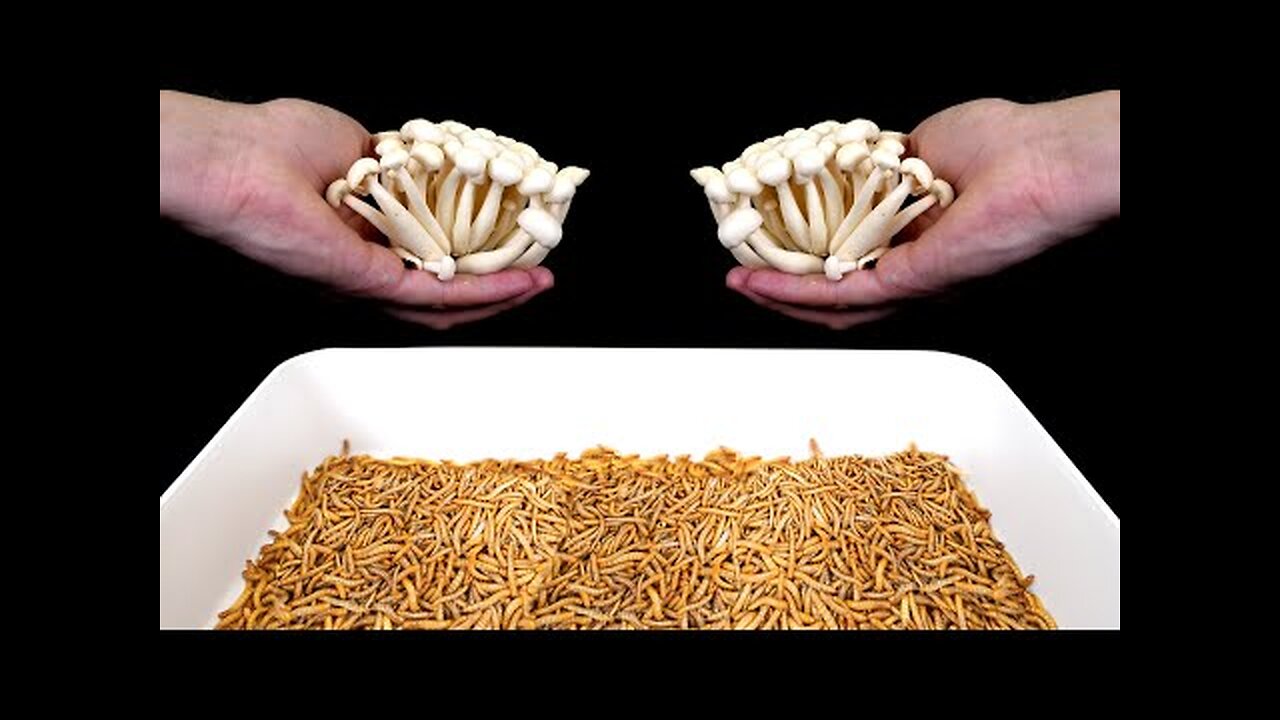 10,000 Mealworms and Mushrooms - 1 Days Timelapse!