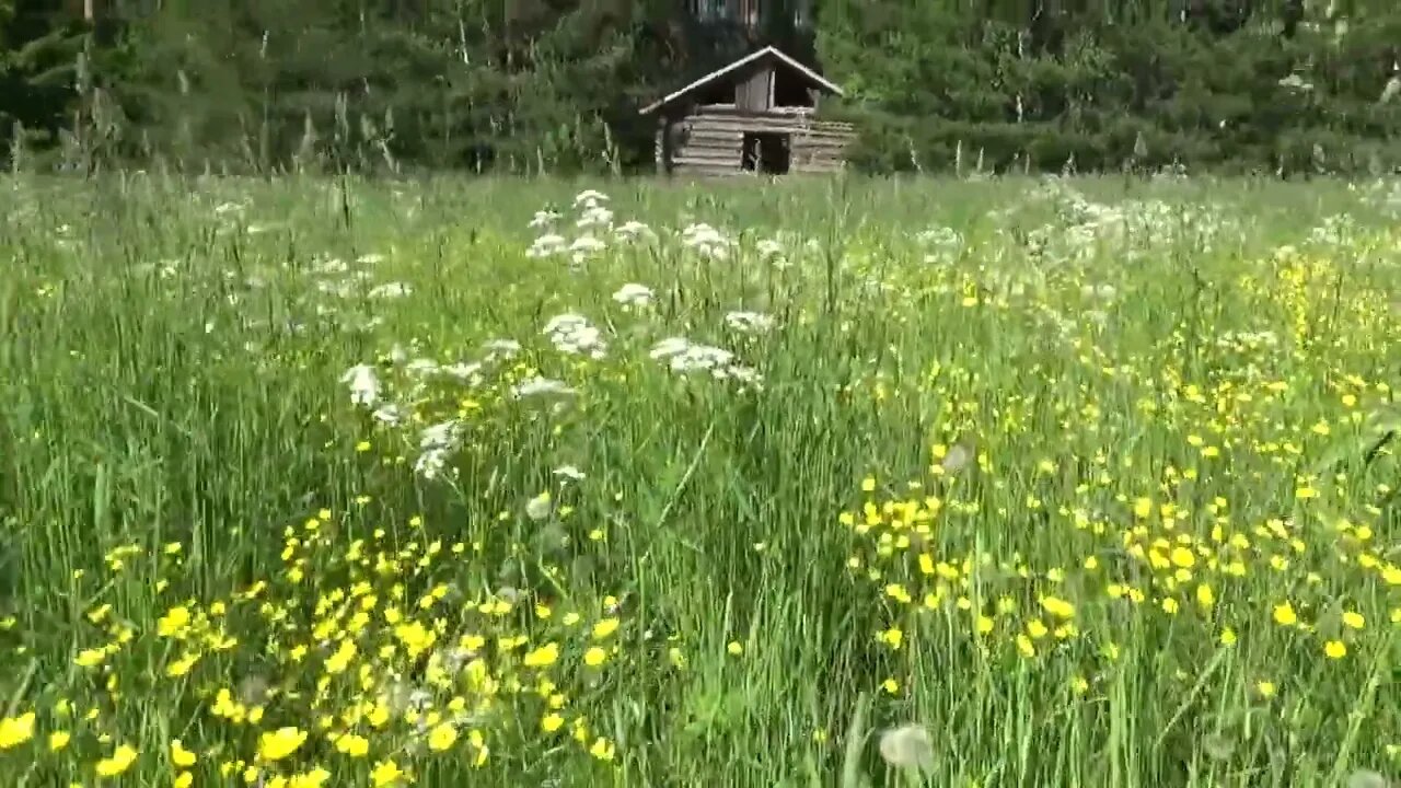 Juhannustaikoja niityllä - mid summer spells on a field 24.6.2022
