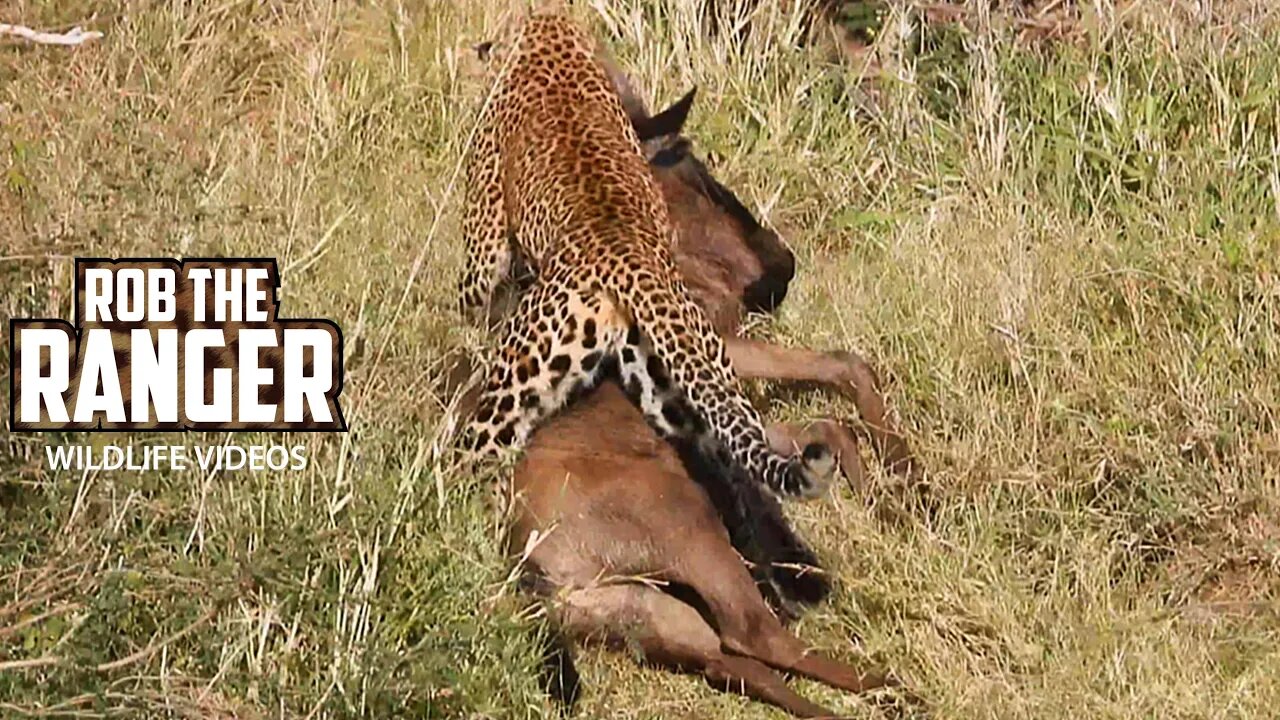 Leopard Loses A Meal To Lions | Maasai Mara Safari | Zebra Plains