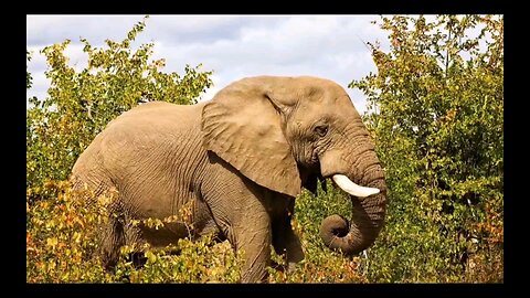 All things elephant