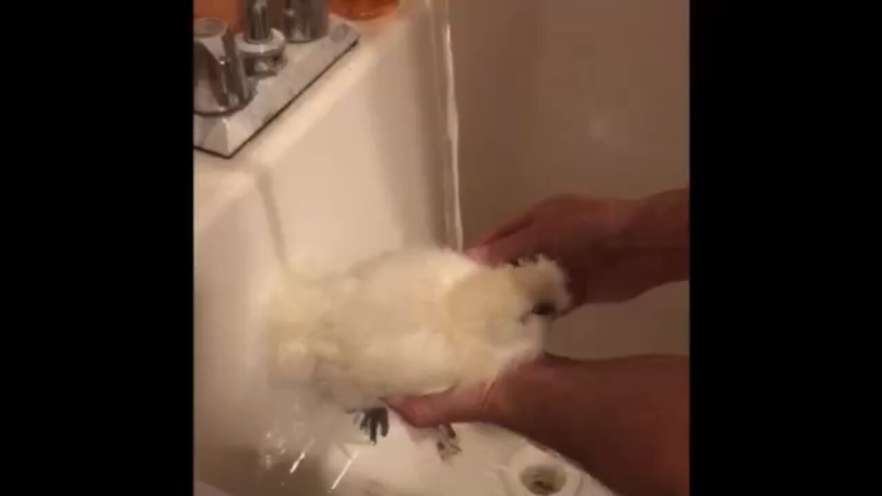 Chicken bath time