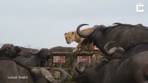 Buffalo Herd Surrounds Lonely Lion