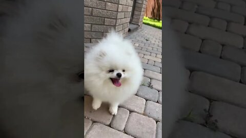 Cute Puppy 😍