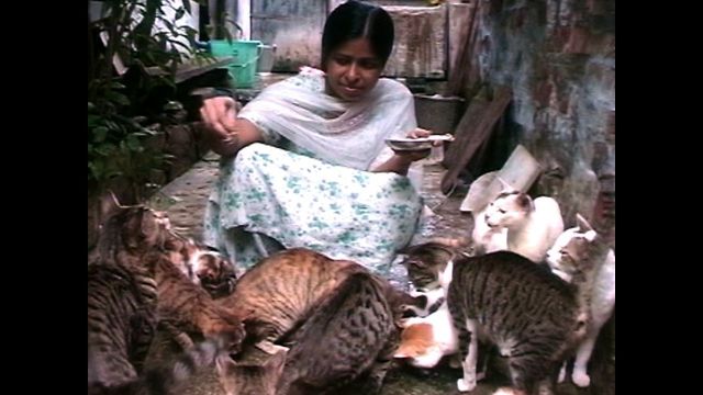 50 Cats Share One Room