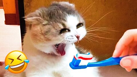 Funniest Dogs And Cats Videos 😁 part 2