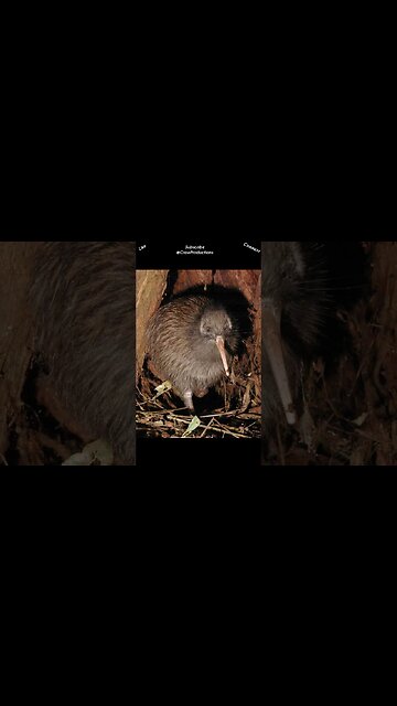 Kiwis have cat like whiskers, and hair #kiwi #shorts