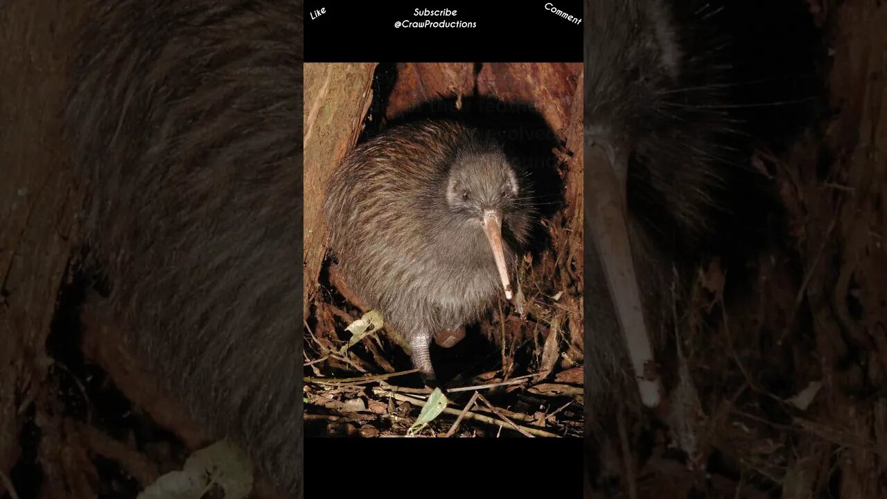Kiwis have cat like whiskers, and hair #kiwi #shorts
