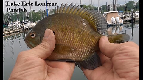 Lake Erie Longear Panfish