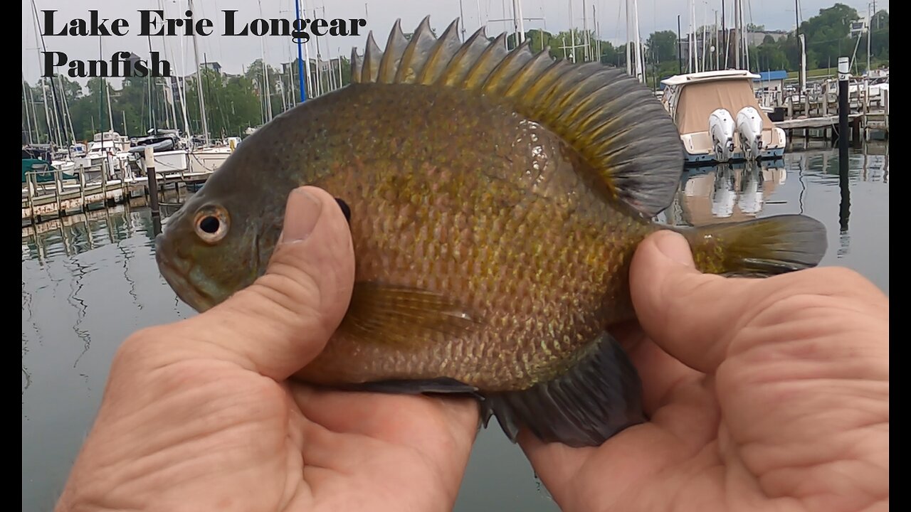 Lake Erie Longear Panfish