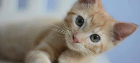 Funny Cats video
