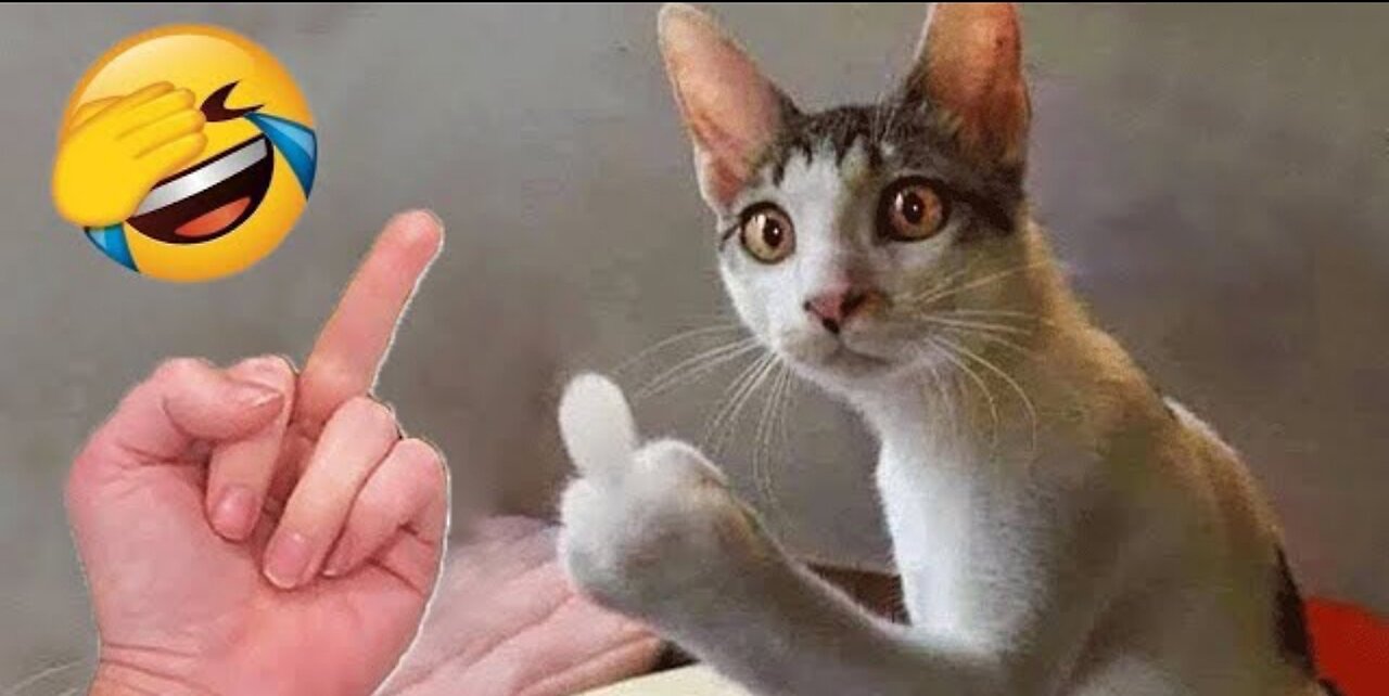 Funny animal videos|Cute animal videos |Funny dog&cat videos|Hilarious pet videos|funny video