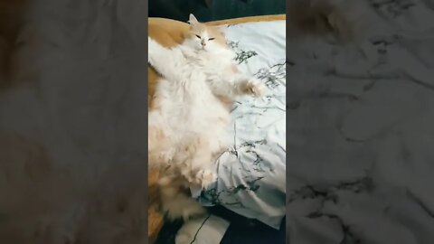 Cat Sleep | Funny Cat