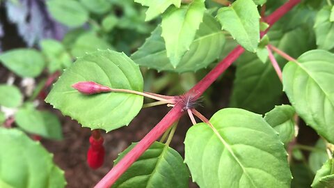 Hummingbird feathers are microscopic