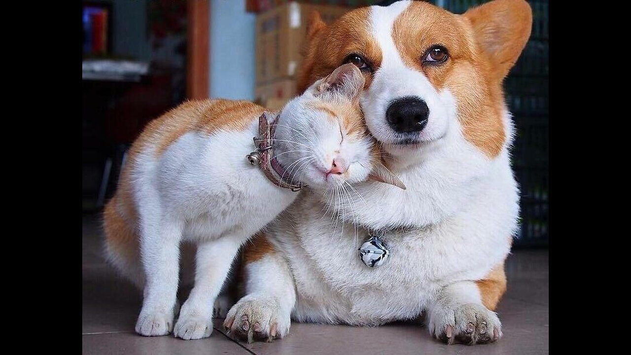 Funniest 🐶 Dogs and 😻 Cats - Awesome Funny Home Animal Videos