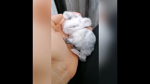Wait for it… 🕰🐰