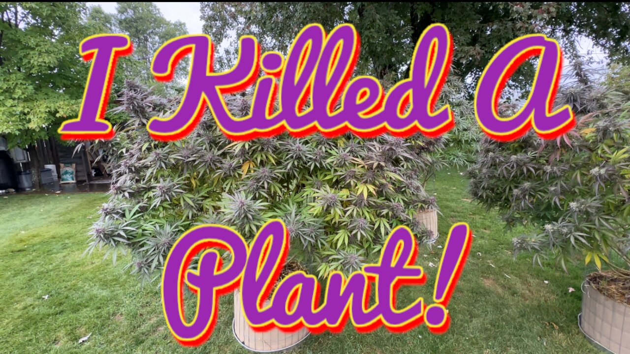 My Strain Rows Og - Outdoor grow finishing