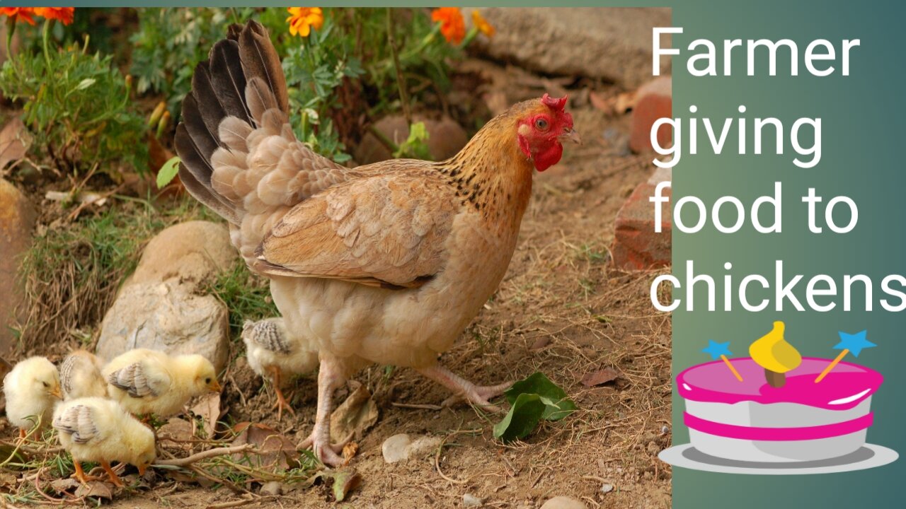 BEAUTIFUL WAY TO FEED CHICKEN.