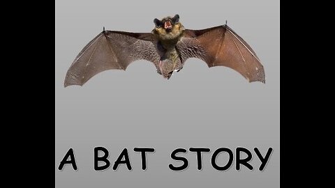 A BAT STORY
