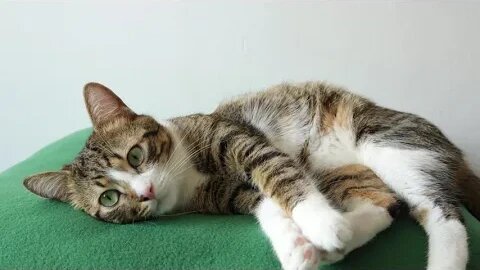 This Tabby Cat Is Sleepy