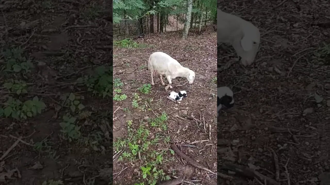 Daisy starts lambing again