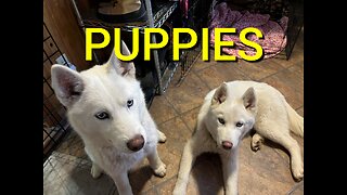 We Have Some Puppies On The Farm.