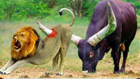 God Gave Strength To Buffalo Leading Herd Rescues His Teammates From Lion Chase - Wild Animal Attack
