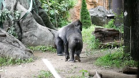 funny animal's 🤣🤣🤣 unlimited laughing