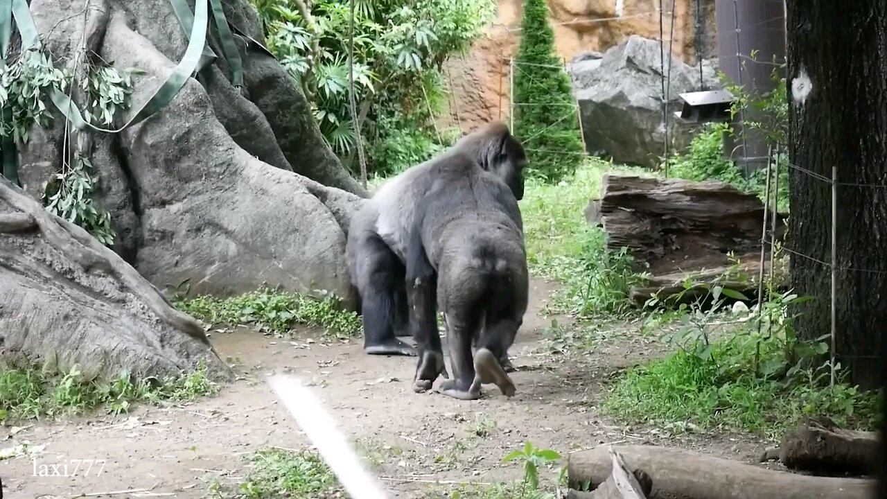 funny animal's 🤣🤣🤣 unlimited laughing