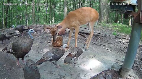 Bucks enjoying a feeder block then, Invasion of the TURKEYS!!! 8/7/21