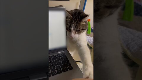 Cat Annoys Owner