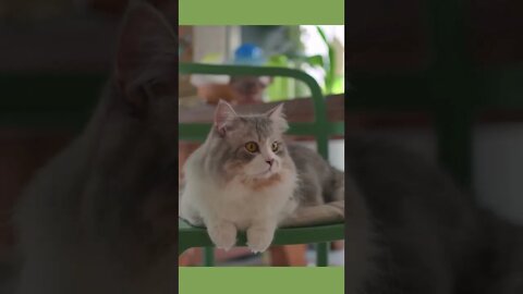 Siberian cat 101, Funny cute cats, #Shorts ,Funny Cute Pets Lovers
