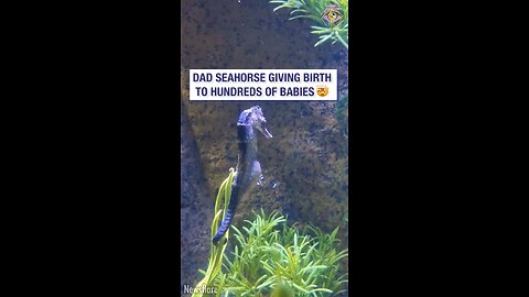 Dad's gives birth to hundreds of baby seahorses