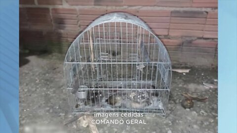 Homem é preso com drogas e gaiola com pássaro da fauna silvestre no Santa Rita em Gov. Valadares