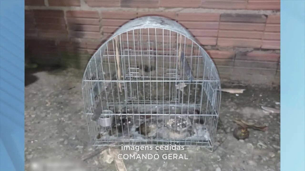 Homem é preso com drogas e gaiola com pássaro da fauna silvestre no Santa Rita em Gov. Valadares