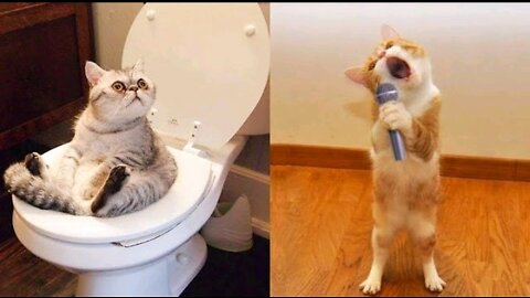 Animal Funny Video,2022 most cat funny video
