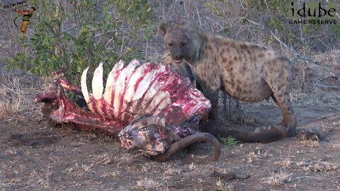 Hyenas Finish A Buffalo And Go To Rest