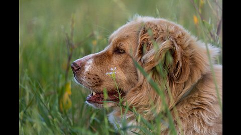 Top 10 dog barking videos compilation 2023♥️ dog barking sound- funny videos