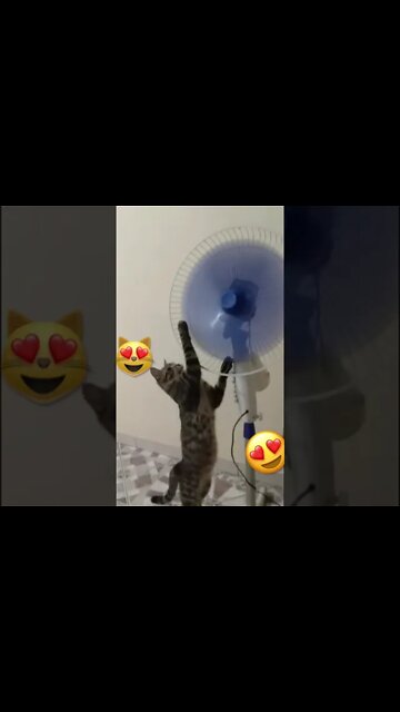 Gata no ventilador para que tah frio !! #shorts