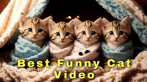 Cute Kittens - Funny and Cute Cat Videos Compilation 2023