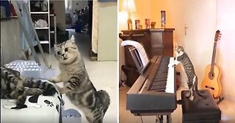 Funniest Cats 😹 - Don't try to hold back Laughter 😂 - Funny Cats Life