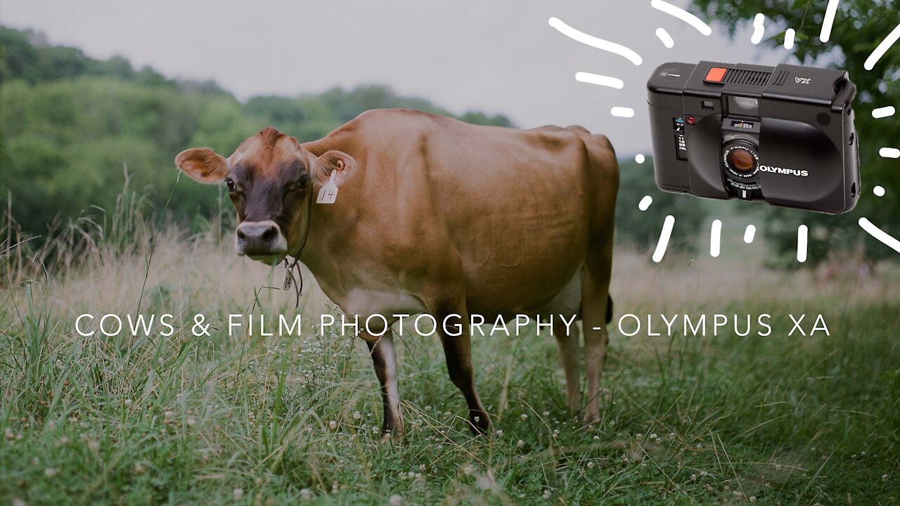Cows and Film - Testing the Olympus XA The pocket film camera