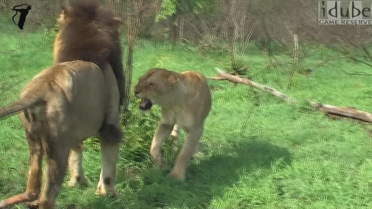 Lioness Giving Mixed Signals To A Male Lion (Makulu Mapogo)