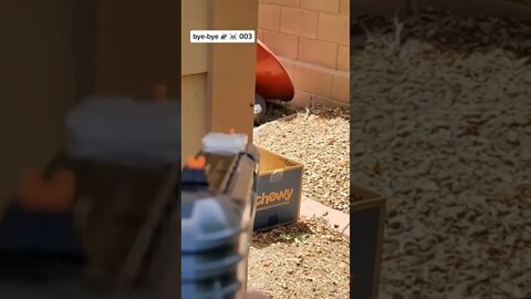 #shorts #2022 funny,prank,funjokes,dad jokes,funny memes,funny video,fun,laughing,funny animal,knock