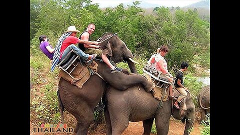 Elephant lover time in park