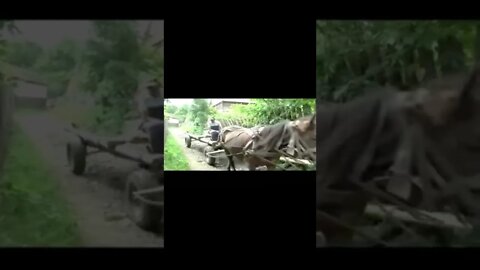 village animals /animals in village