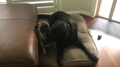 Pug vs Labrador. Who will win?