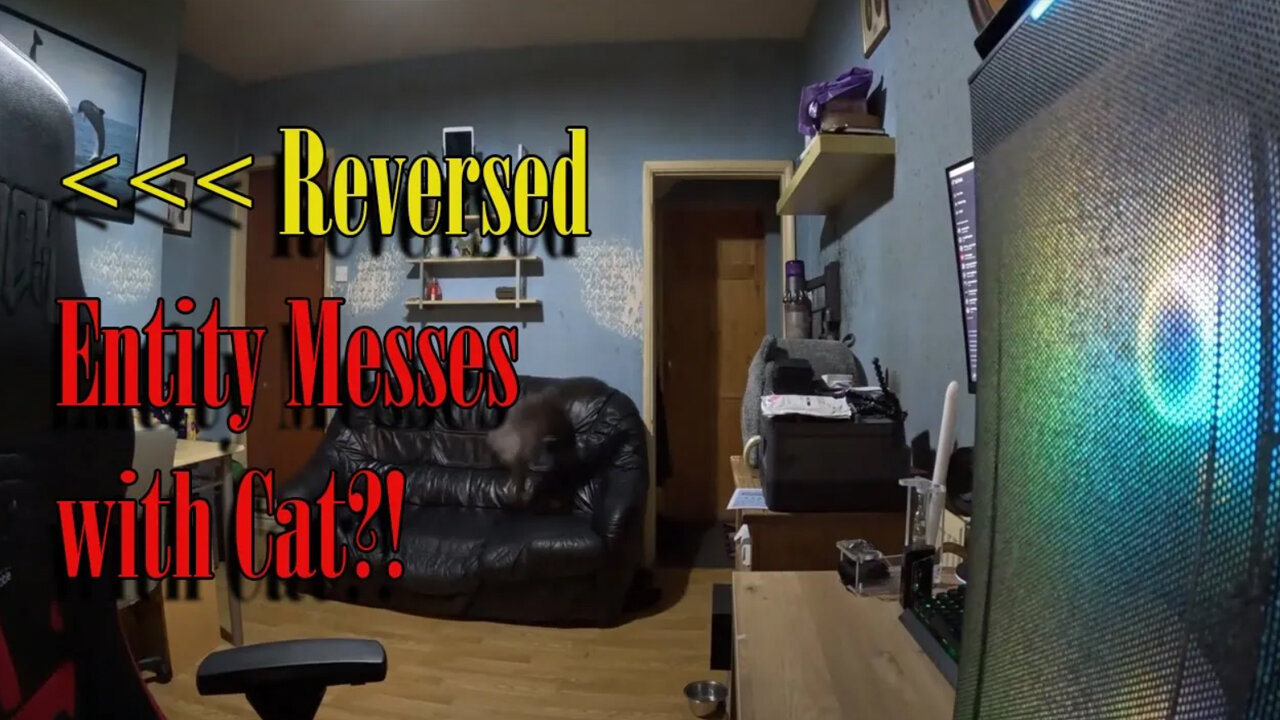 Reversed “Entity Messes with Cat?” video